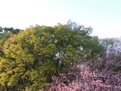 夕方の隅田川の欅と関山桜