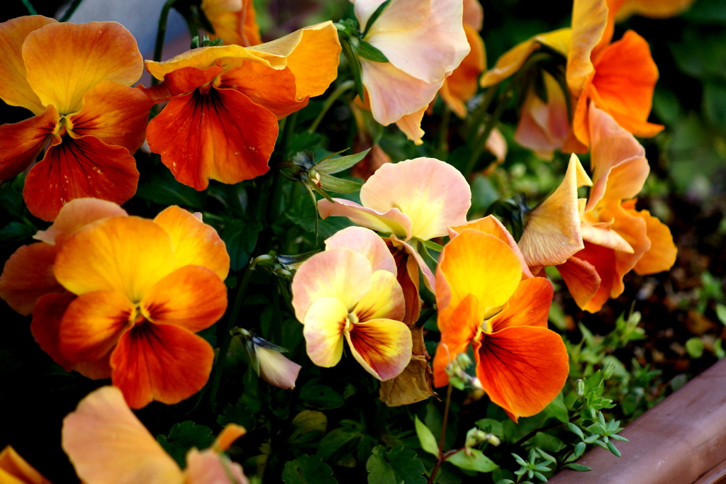 町屋のマンションの花壇のパンジーオレンジ