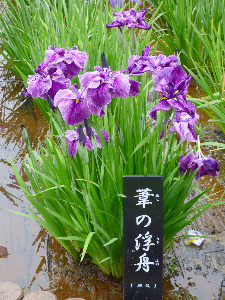 東京葛飾の堀切菖蒲園の花菖蒲