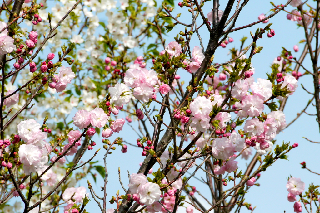 千住大橋桜公園の八重の紅白に咲く福禄寿桜