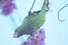 荒川7丁目都電踏み切傍の沿道の陽光桜の花弁を片端から花見害現場