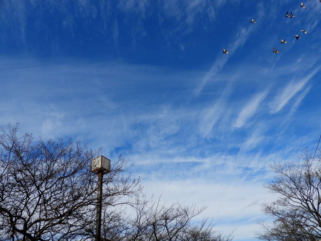 千住緑町公園ハナミズキの上空の雲