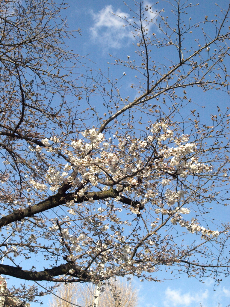 銀杏稲荷の傍に