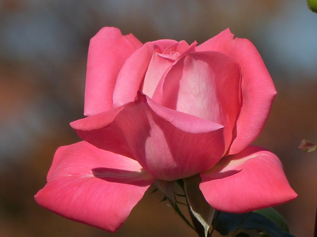清楚な秋薔薇