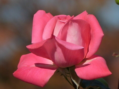 清楚な秋薔薇