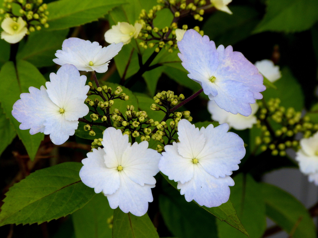 早咲きのがく紫陽花園芸品種