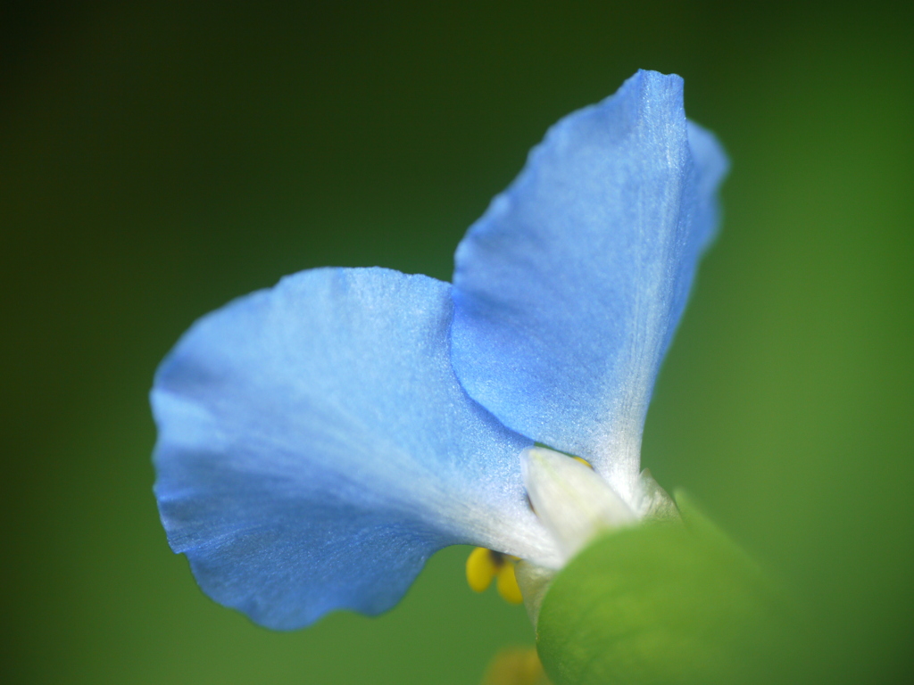 つゆ草の後ろ姿