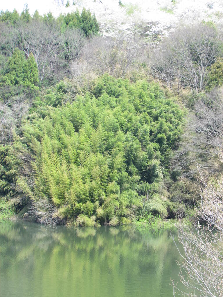 三春湖の緑