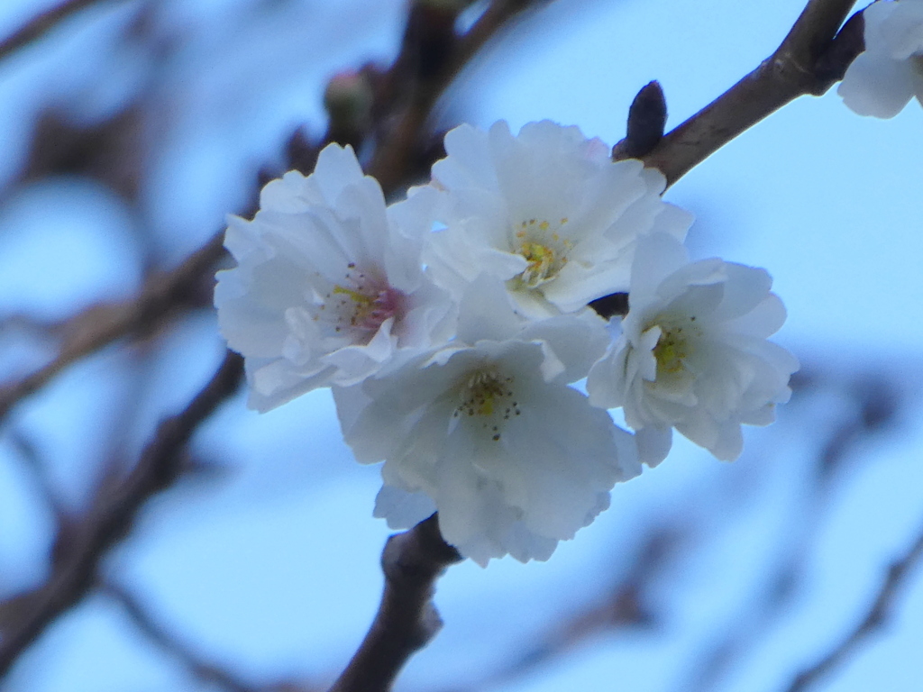 年末からからさいてる桜参考に、汐入公園の’子福桜’