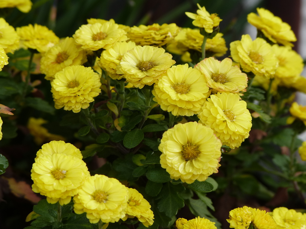 黄色い八重の小菊