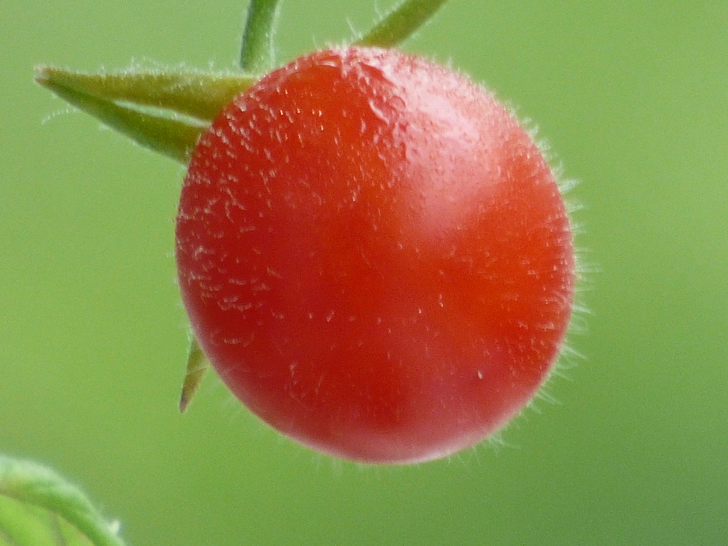 新鮮なミニトマト