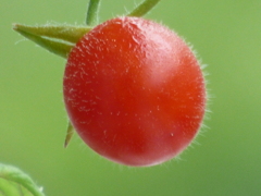 新鮮なミニトマト