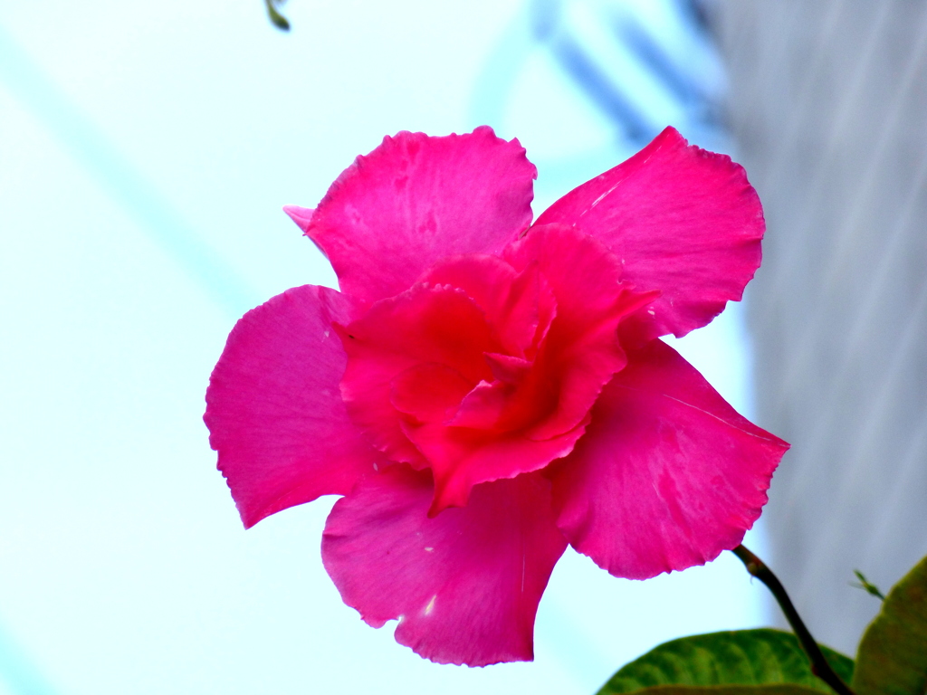 八重咲マンデビラ