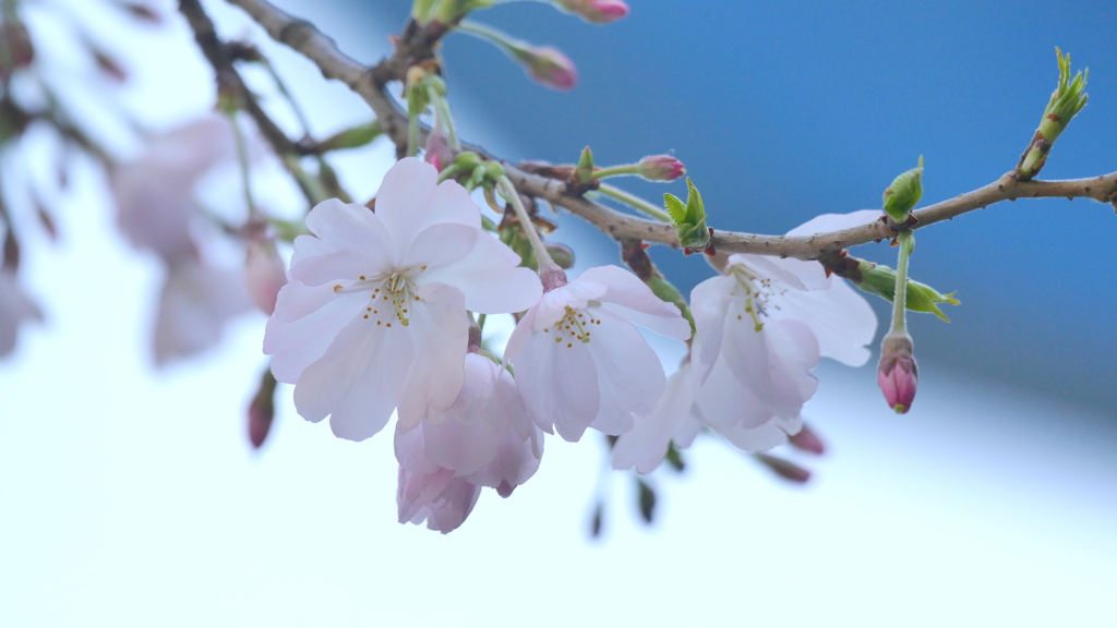 施設の前に里ザクラの思川