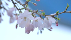 施設の前に里ザクラの思川