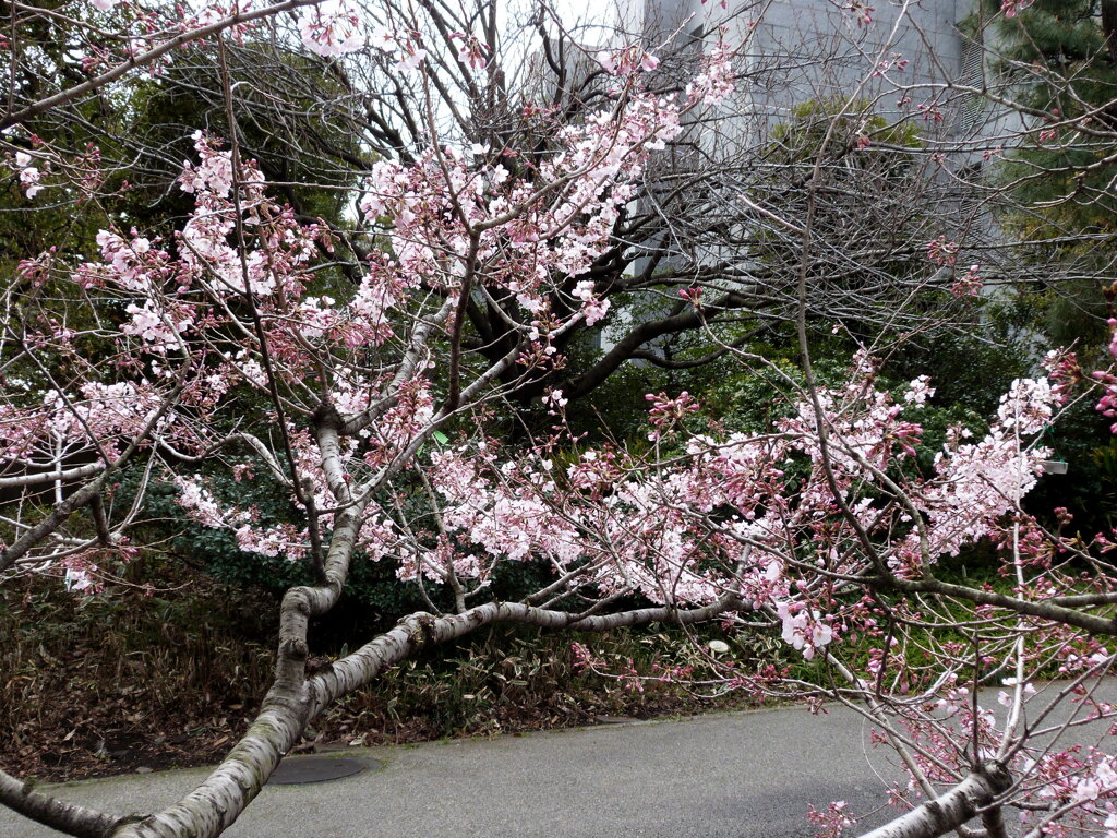 三宅坂国立劇場の小松乙女桜