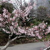 三宅坂国立劇場の小松乙女桜