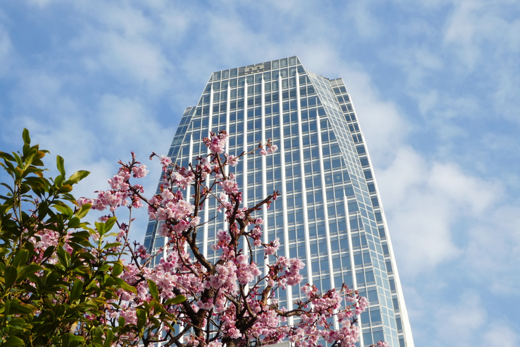 愛宕タワーと寒桜そして高積雲