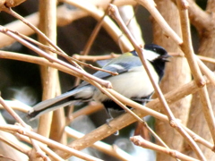 上野の枯れ木のシジュウカラ