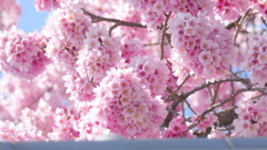 田端八幡神社の晩生のオオカンザクラの種類