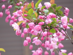 南千住の花海棠