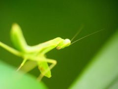 ハラビロカマキリがこっちを振り返る