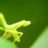 ハラビロカマキリがこっちを振り返る