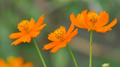 小さな公園のキバナコスモス