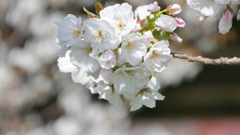 荒川堤の里ザクラの有明