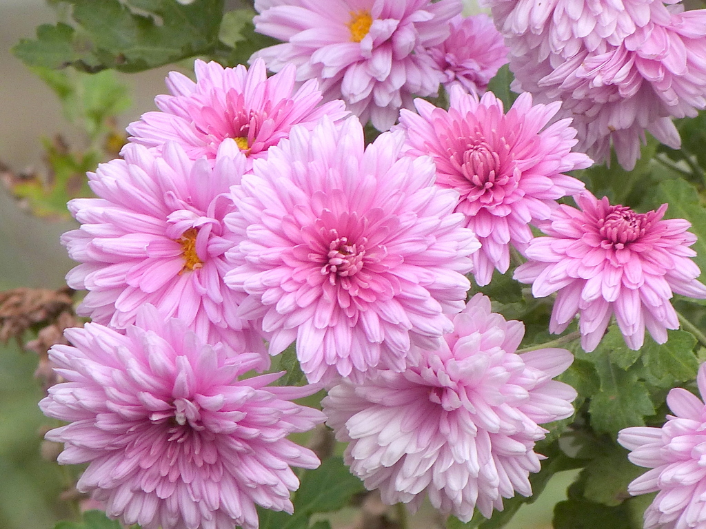 ピンクのスプレーマム