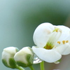 スモモの開花