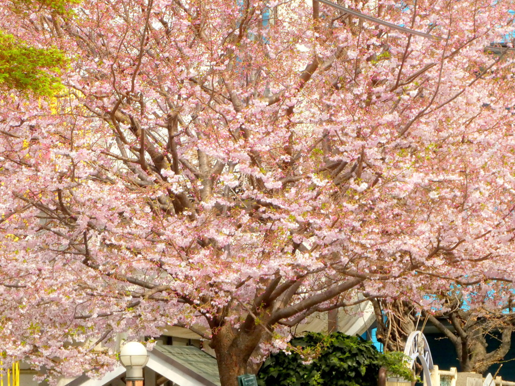 谷中の幼稚園のアーコレード桜