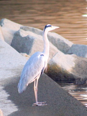 夕日を浴びて’アオサギ’