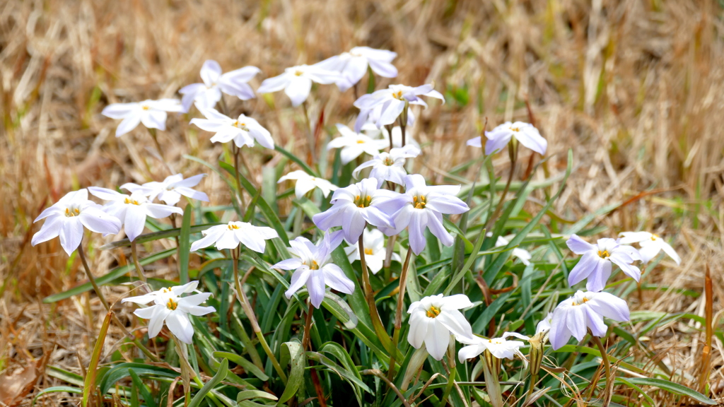 どてに咲くはなにら