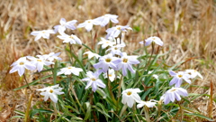 どてに咲くはなにら