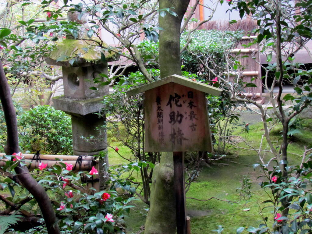 龍安寺の太閤が植えた日本最古の侘助椿