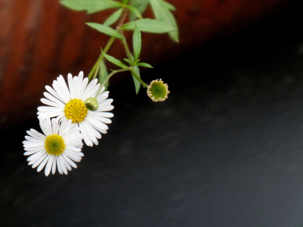 千住の民家のゲンペイコギク