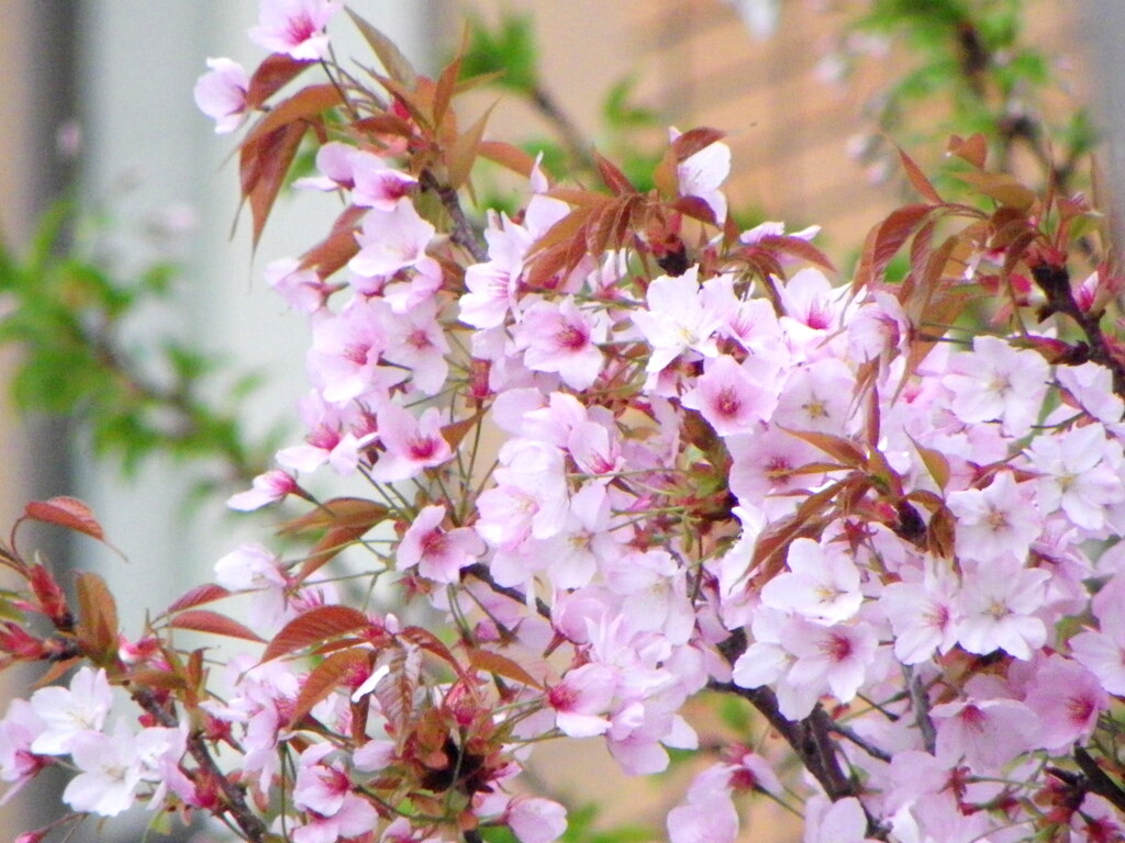 雨上がり仙台屋桜