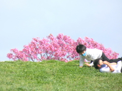 汐入公園の八重紫桜