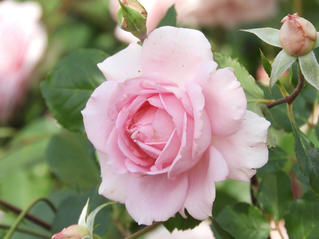 薔薇・へレン