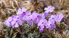 花壇のしばざくら