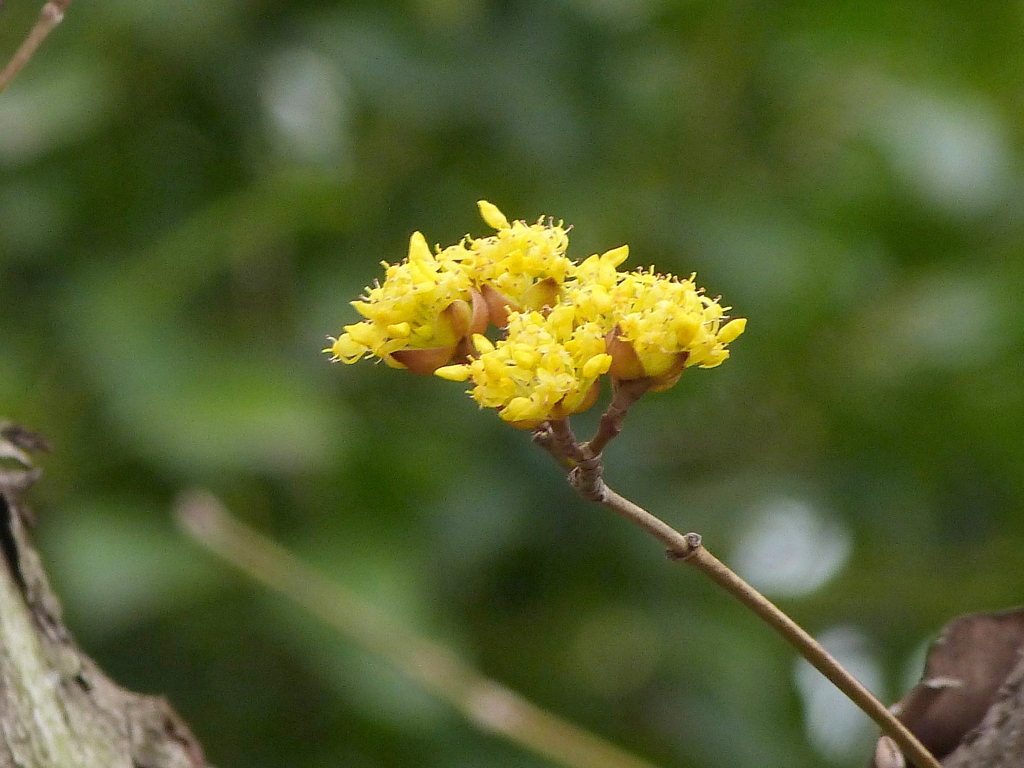 山茱萸