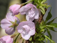 この桜は、北海道の旭山桜