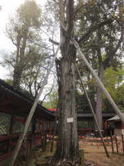 根津神社本殿のカヤの木
