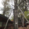 根津神社本殿のカヤの木