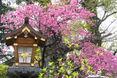 子供桃祭り開催中の素戔嗚神社の灯籠の菊桃