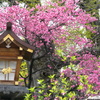 子供桃祭り開催中の素戔嗚神社の灯籠の菊桃