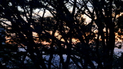 夕方の公園から
