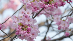 荒川堤の陽光桜