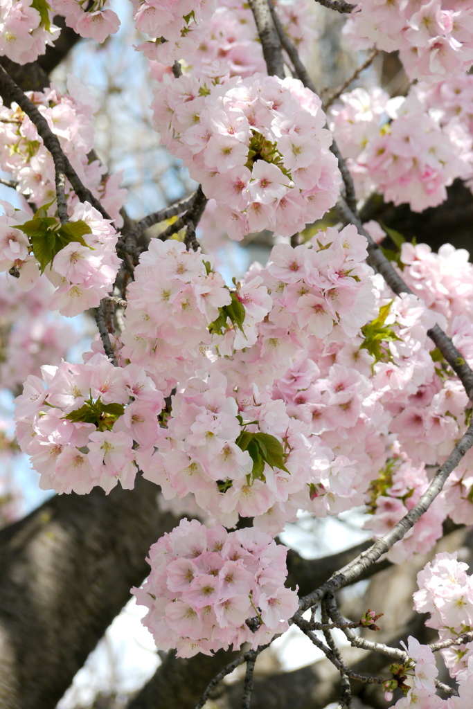 千住中居町公園の輪になった御車返しの桜